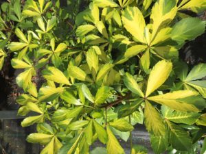 Yamina Collectors Nursery_Pseudopanax lessonii Gold Splash