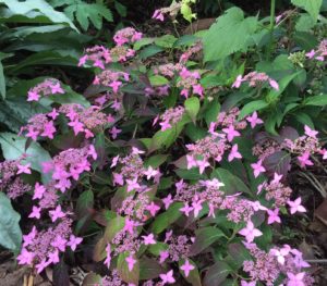 YaminaCollectors Nursery_Hydrangeaserrata Crugs Cobalt