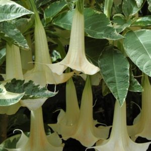YaminaCollectorsNursery_Brugmansia-Maya
