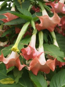 YaminaCollectorsNursery_BrugmansiaRedHotPink