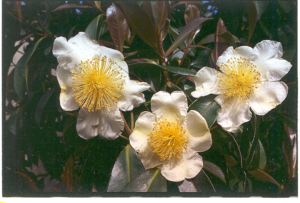 YaminaCollectorsNursery_GordoniaYunnanenseSilkScreen