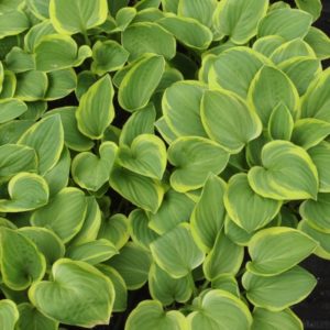 YaminaCollectorsNursery_HostaGoldenTiara