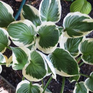YaminaCollectorsNursery_HostaMinuteman