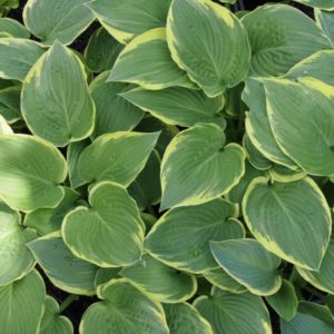 YaminaCollectorsNursery_HostaWideBrim