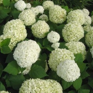 YaminaCollectorsNursery_Hydrangea-arborescens-Annabelle