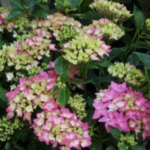YaminaCollectorsNursery_Hydrangea-macrophylla-PiaMia