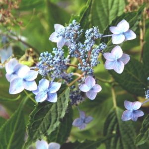 YaminaCollectorsNursery_Hydrangea-serrata-CrugsCobalt