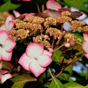 YaminaCollectorsNursery_Hydrangea-serrata-Kiyosumi