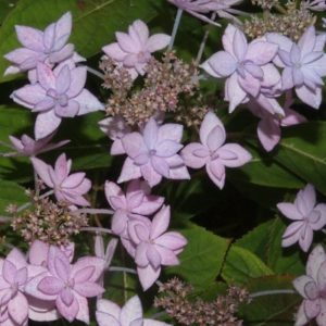 YaminaCollectorsNursery_Hydrangea-serrata-Prolifera