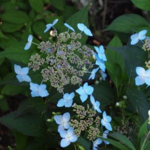 YaminaCollectorsNursery_Hydrangea-serrata-Tiara
