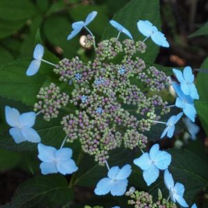 YaminaCollectorsNursery_Hydrangea-serrata-Tiara