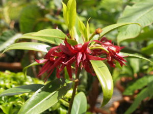 YaminaCollectorsNursery_Illicium-mexicanum