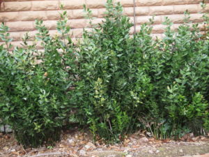 YaminaCollectorsNursery_Ruscus Shade Hedger