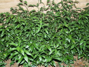 YaminaCollectorsNursery_Ruscus-x-hypoglossum