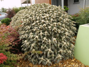 YaminaCollectorsNursery_Strobilanthes gossypinus