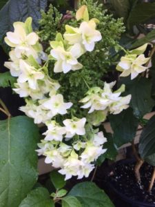 YaminacollectorsNursery_Hydrangea Quercifolia Snowflake