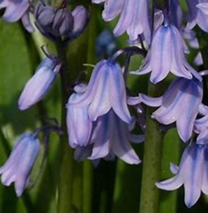 Longview Garden Centre - Bulb - Blue Bells