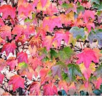 Climbing Plants