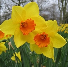Bulbs