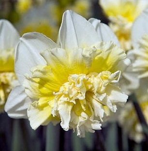 Longview Garden Centre - Daffodil Ice King