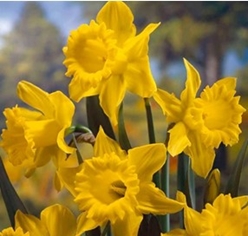 Longview Garden Centre - Daffodil King Alfred