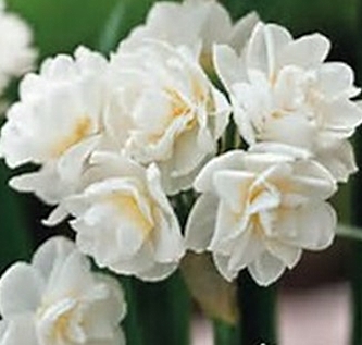 Longview Garden Centre Jonquil Erlicheer