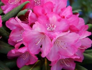 Longview Garden Centre - Rhododendrons - Testimonial