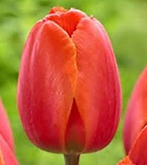 Longview Garden Centre - Tulip Ad Rem
