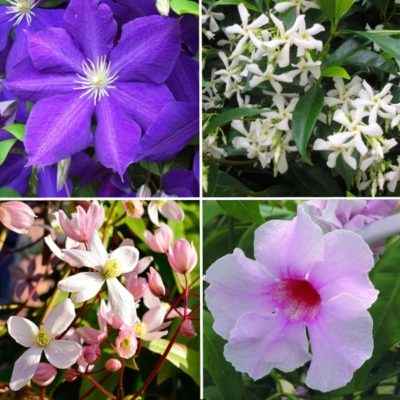 Longview Garden Centre - Climbing Plants