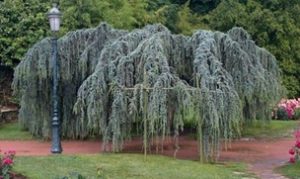 Longview Garden Centre - Conifers