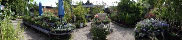 Longview Garden Centre - Cool Climate Plants