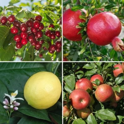 Longview Garden Centre - Edible Plants