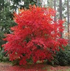 Ornamental Trees