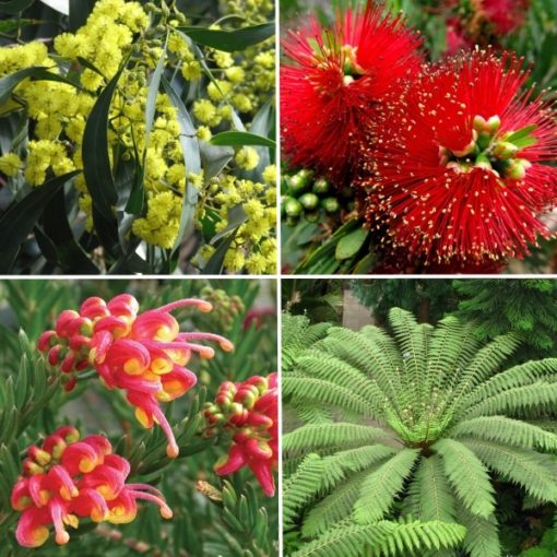 Longview Garden Centre - Native Plants