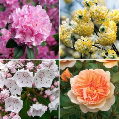 Longview Garden Centre - Ornamental Shrubs