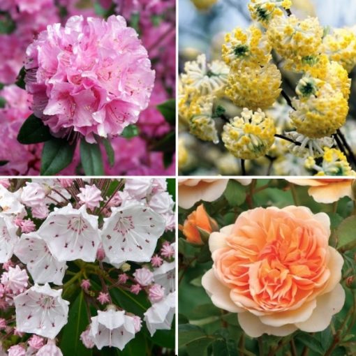 Longview Garden Centre - Ornamental Shrubs