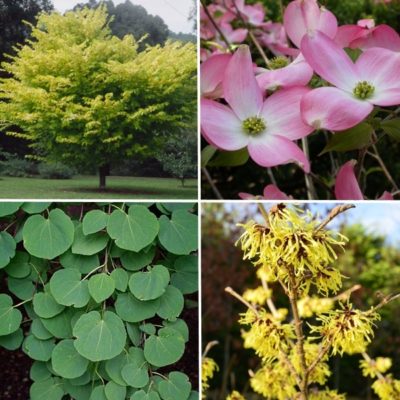 Longview Garden Centre - Ornamental Trees