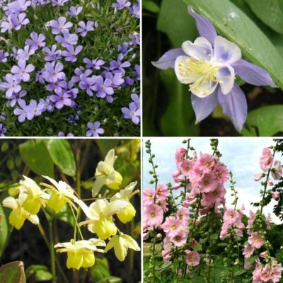 Longview Garden Centre - Perennials