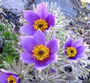 Perennials