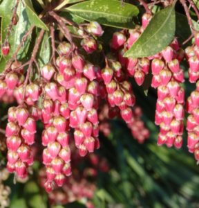 Longview Garden Centre - Pieris Flamingo