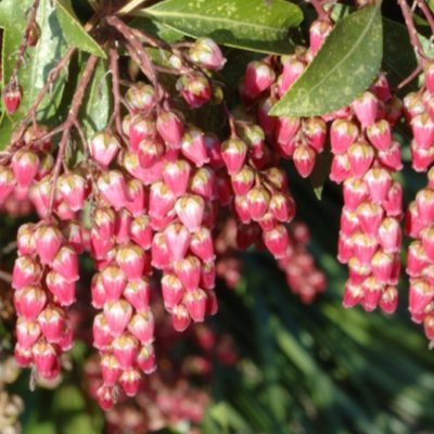 Ornamental Shrubs