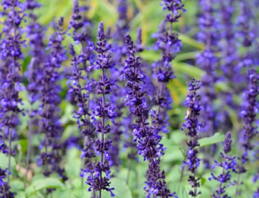 Salvia Mystic Spires