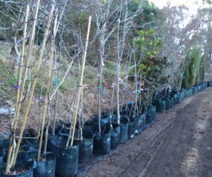 Longview Garden Centre - Trade Sales