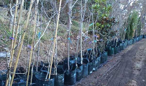Longview Garden Centre - Trade Sales