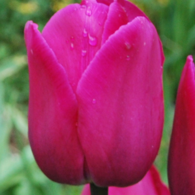 Tulipa Barcelona