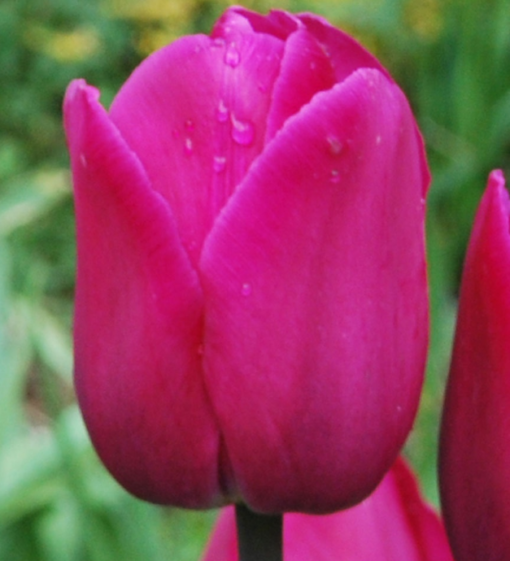 Tulipa Barcelona