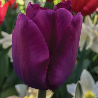 Tulip Saigon