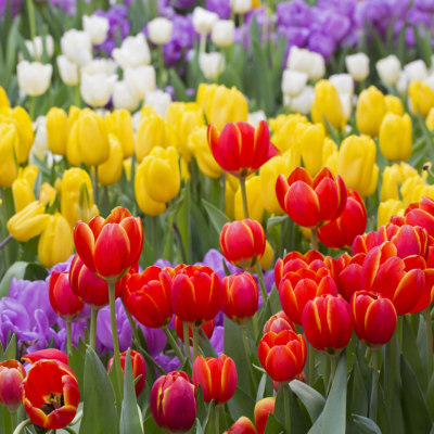 Tulips