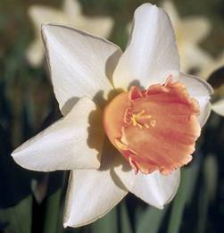 Daffodil 'Accent'