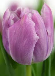 Tulip 'Katinka'